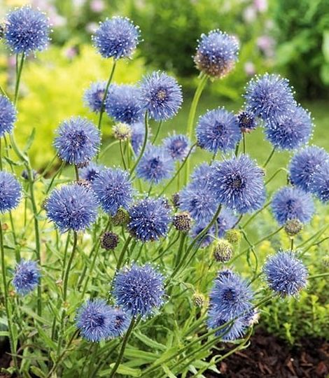 Jasione laevis